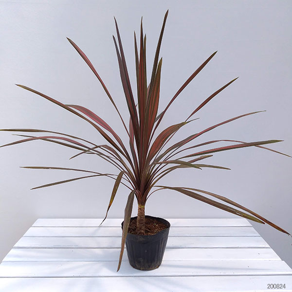 園芸ネット本店｜コルジリネ：コーヒークラシック5号ポット の通販【公式】