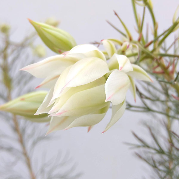 園芸ネット本店｜セルリア（ジョーイセルリア）：ブラッシングブライド