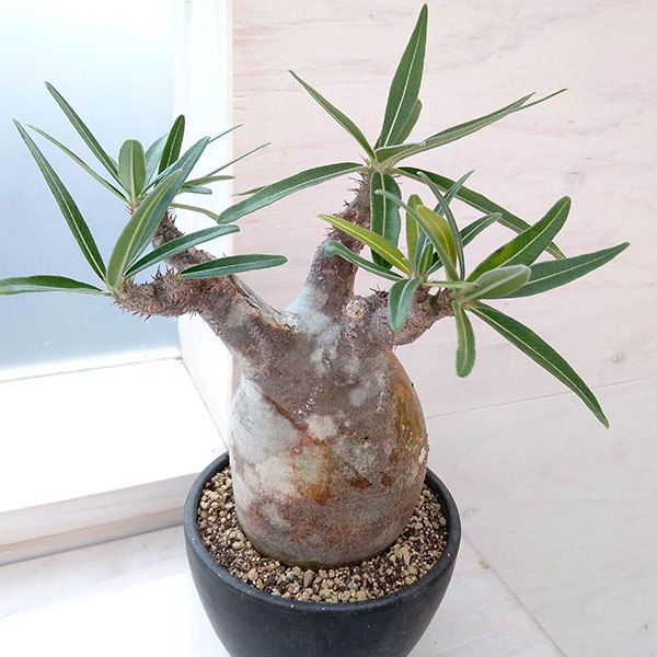 希少 チビグラキリス 現地球 発根済 発根済】【現地球】パキポディウム