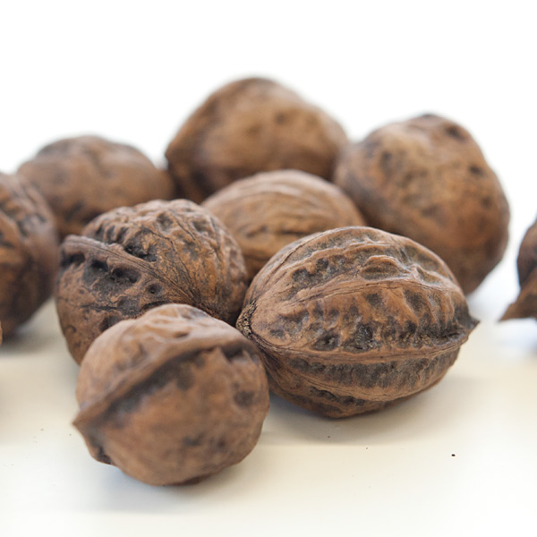 園芸ネット本店｜クルミ：オニクルミ（鬼グルミ）4～5号ポット の通販