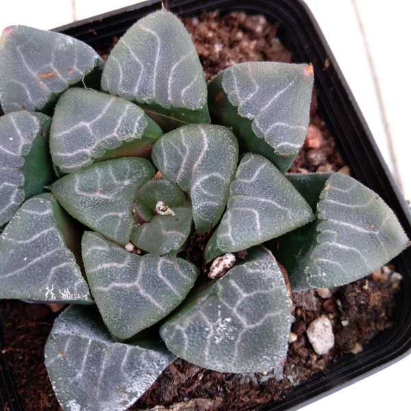 園芸ネット本店｜ハオルチア：克里克特（コレクタ） 3号 の通販【公式】