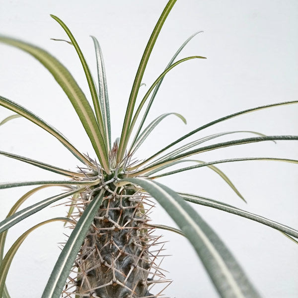 園芸ネット本店｜パキポディウム：ゲアイー（亜阿相界）8.5cm角鉢 の