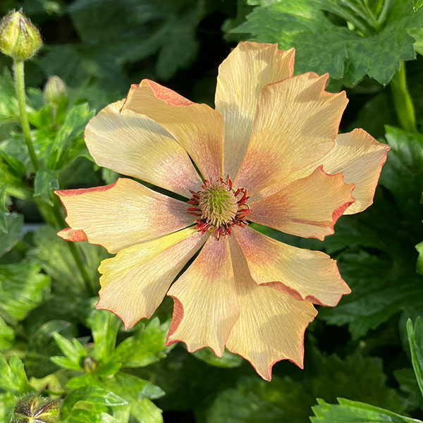 園芸ネット本店｜[送料無料]ラナンキュラス：ラックス ウラノス3.5-4号