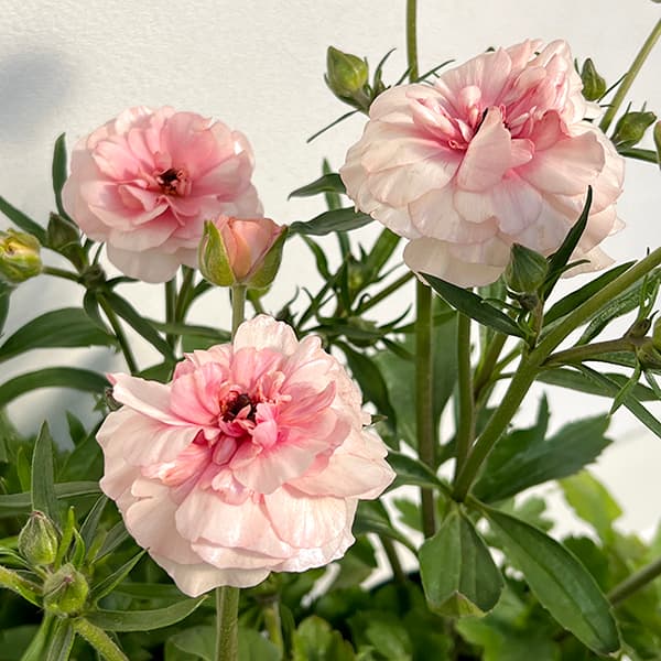 園芸ネット本店｜ラナンキュラス：ラックス アリアドネ5号ロングポット