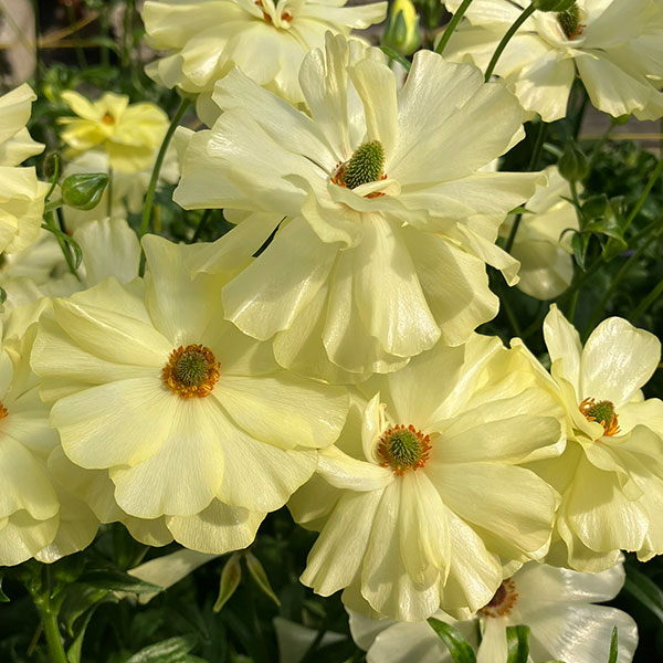 園芸ネット本店｜ラナンキュラス：ラックス ハリオス5号鉢（夏越し