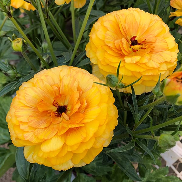 ラナンキュラスラックス イーシス ミネルバ リタイ 3苗 ラナンキュラス