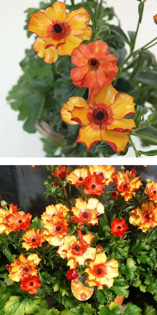 園芸ネット本店｜ラナンキュラス：ラックス ミノアン5号鉢植えカゴ入り