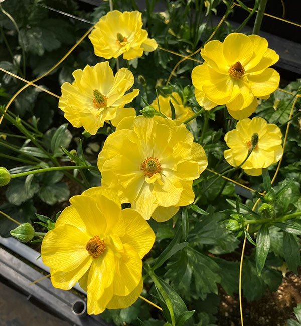 園芸ネット本店｜ラナンキュラス：ラックス3種セット／アリアドネ