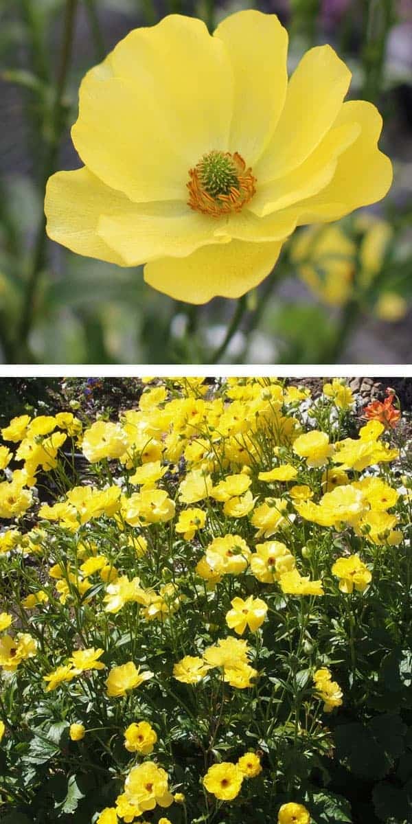 園芸ネット本店｜ラナンキュラス：ラックス3種セット／アリアドネ