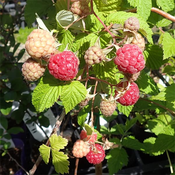 園芸ネット本店｜トゲなしラズベリー：グレンアンプル4号ポット** の