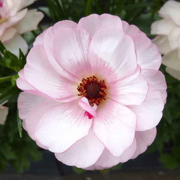 園芸ネット本店｜ラナンキュラス：ラックス ヴィーナス3.5-4号ポット