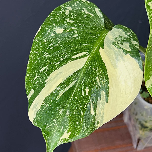 園芸ネット本店｜モンステラ：タイコンステレーション 選抜株 3号