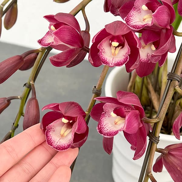 園芸ネット本店｜シンビジウム：ワインシャワー3本立アーチ仕立て4号