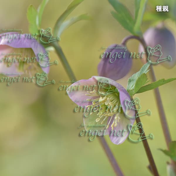 園芸ネット本店｜【お1人様1ポット】大和園さんのクリスマスローズ：24