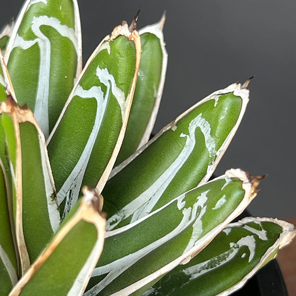 園芸ネット本店｜アガベ：姫笹の雪 5号鉢植え25-01 の通販【公式】