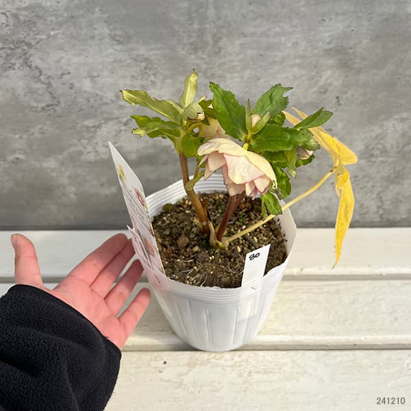 園芸ネット本店｜松村ナーセリーさんのクリスマスローズ：25-80ダブル