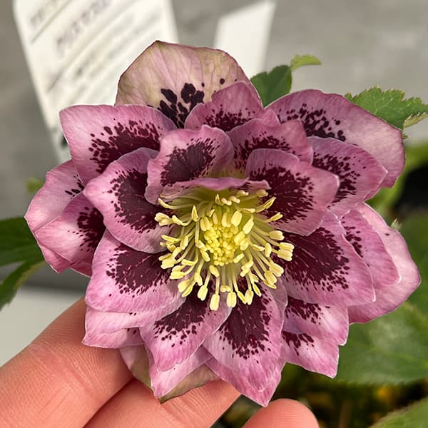 園芸ネット本店｜松村ナーセリーさんのクリスマスローズ：25-35ダブル