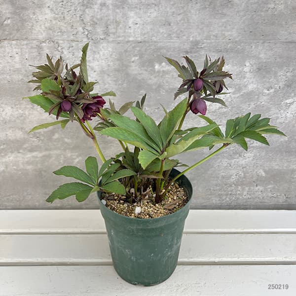 園芸ネット本店｜若泉ファームさんのクリスマスローズ：25-73雅