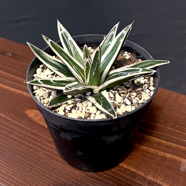 園芸ネット本店｜アガベ：氷山（ビクトリアレギネ斑入り）3号 の通販