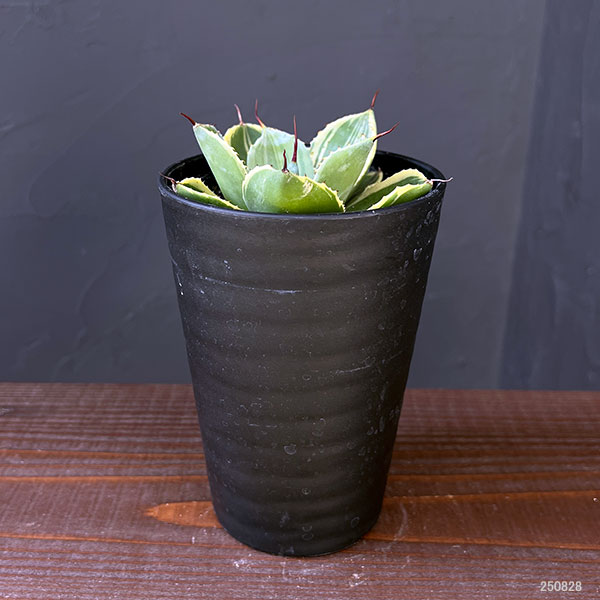 園芸ネット本店｜アガベ：パリー トルンカータ ライムストリーク 3.5号