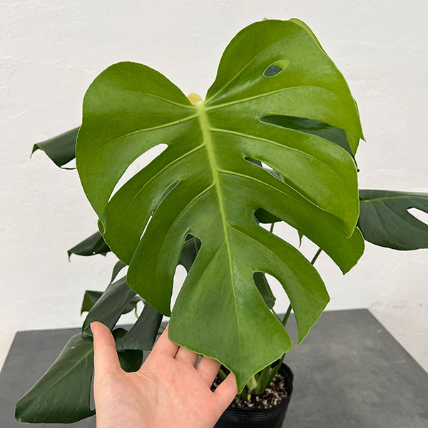 園芸ネット本店｜モンステラ：デリシオーサ 斑入り（実生株） 5号24-03