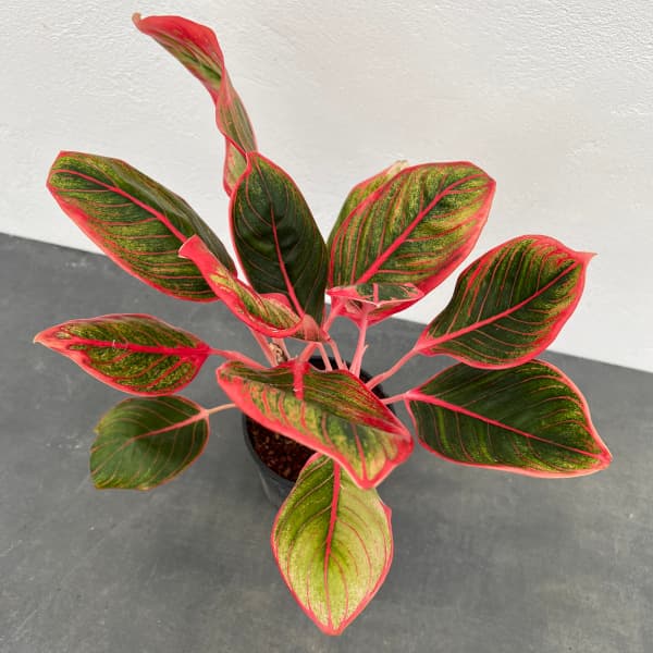 園芸ネット本店｜アグラオネマ：リップスティック カンザ 2.5号ポット