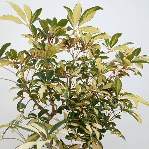 園芸ネット本店｜シェフレラ：グランディ バリエガータ（曲げ仕立て