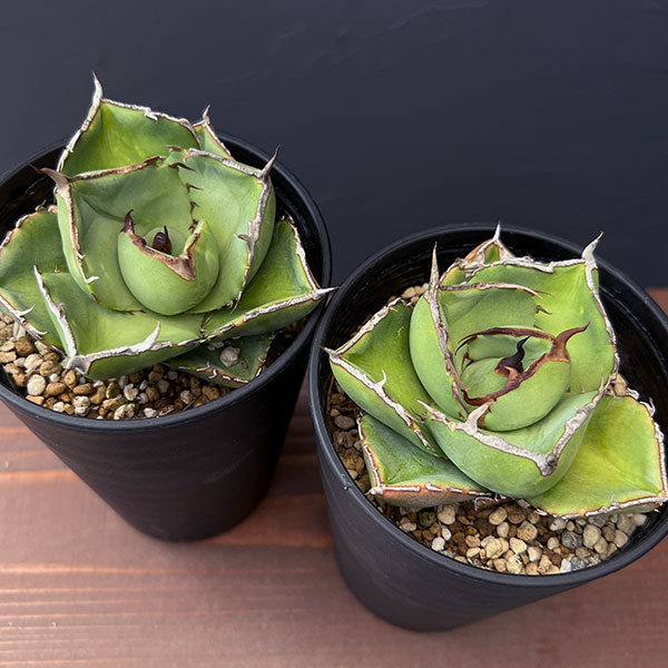 園芸ネット本店｜アガベ：ジャガーノート 3.5号鉢植え の通販【公式】