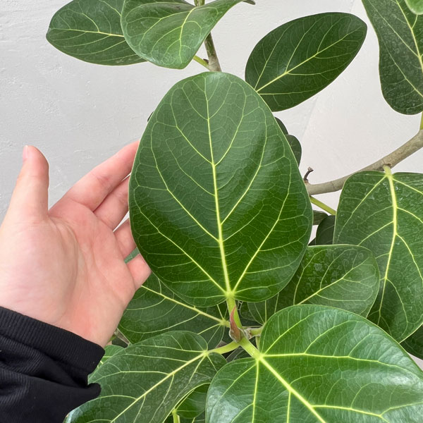 園芸ネット本店｜フィカス：ベンガレンシス オードリー 8号鉢植え（鉢