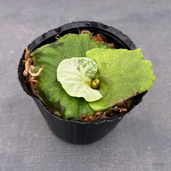 園芸ネット本店｜ビカクシダ（コウモリラン）：リドレイドワーフ