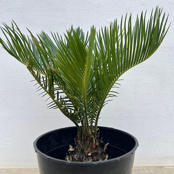 園芸ネット本店｜[ザ・ファームセレクト]ソテツ：斑入りソテツ 7号25