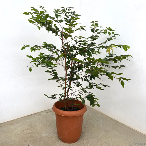 園芸ネット本店｜ジャボチカバ 8号鉢植え の通販【公式】