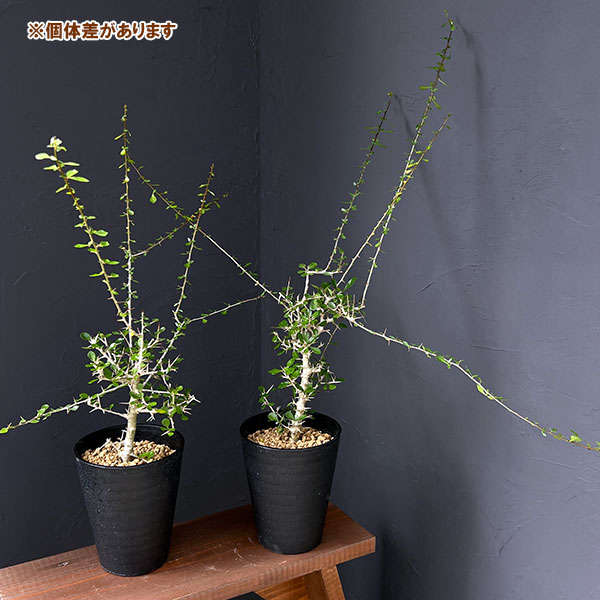 園芸ネット本店｜コミフォラ：シンプリキフォリア（小葉） 5号鉢植え