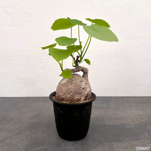 園芸ネット本店｜ステファニア：スベローサ 3.5号鉢植え* の通販【公式】