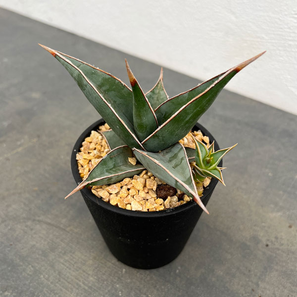 園芸ネット本店｜サンセベリア：レア品種セット（ピンギキュラと