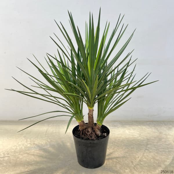 園芸ネット本店｜ユッカ：アロイフォリア（センジュラン）7号鉢植え の