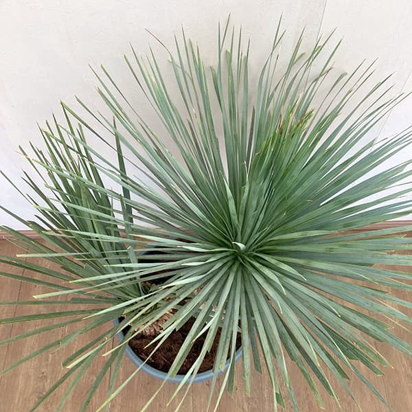 ユッカ ロストラータ ブルーベルベット 大株 幹立ち ユッカ