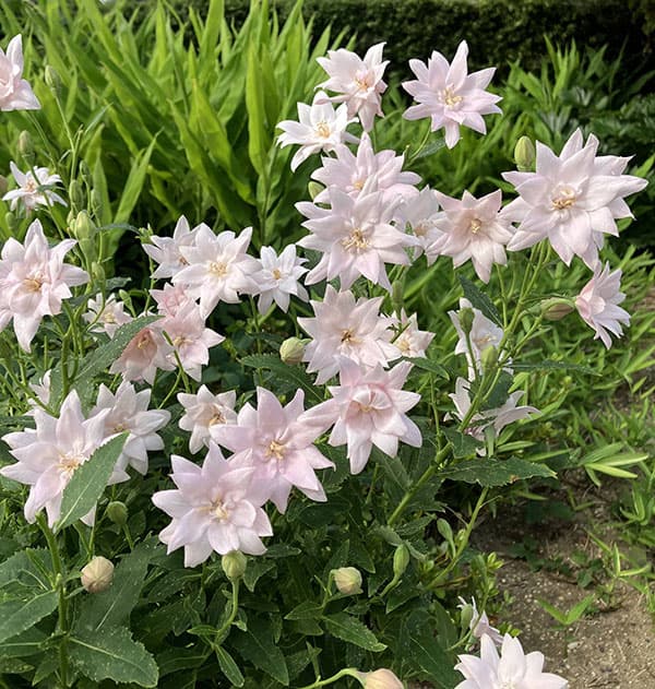 園芸ネット本店｜キキョウ(桔梗）：八重咲きソフトピンクききょう