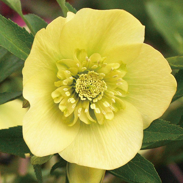 園芸ネット本店｜クリスマスローズ:セミダブル6種セット の通販【公式】