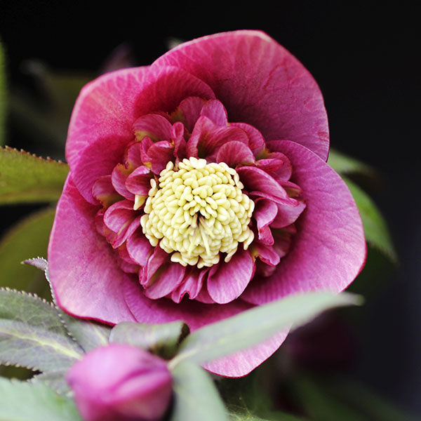 園芸ネット本店｜クリスマスローズ:セミダブル6種セット の通販【公式】