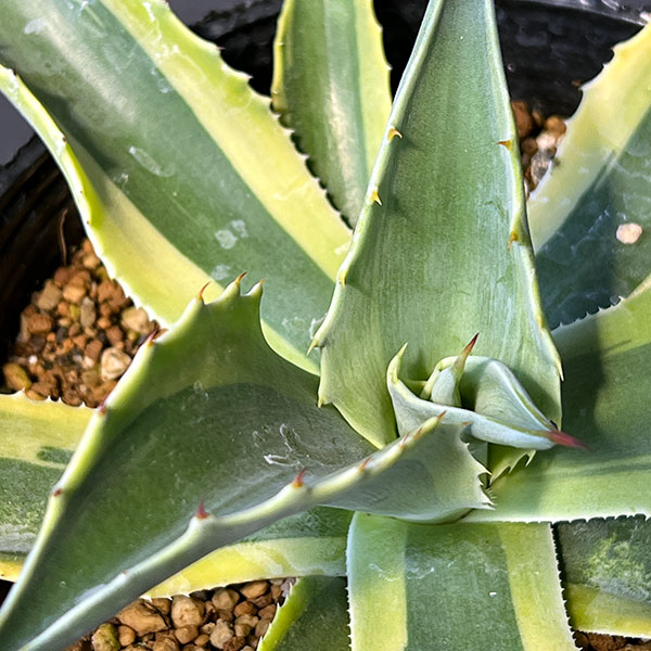 園芸ネット本店｜[ザ・ファームセレクト]アガベ：オバティフォリア