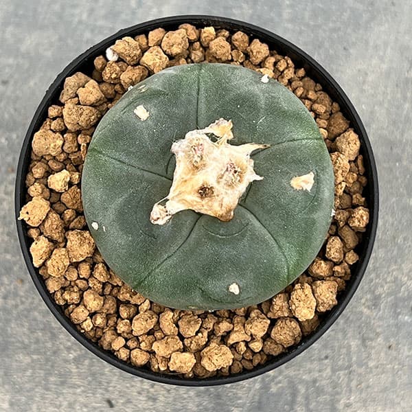 園芸ネット本店｜サボテン：ロフォフォラ 鳥羽玉 3号鉢植え の通販【公式】