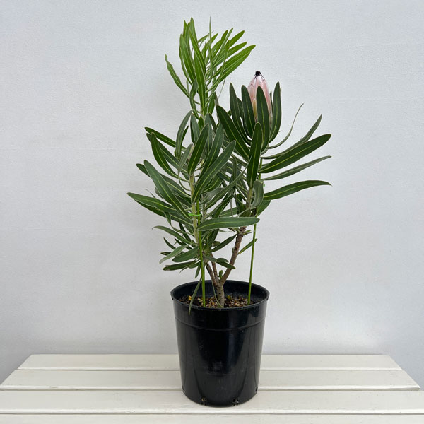 園芸ネット本店｜プロテア：ピンクミンク 7号鉢植え の通販【公式】