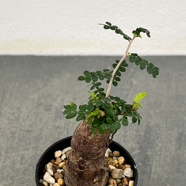 園芸ネット本店｜オペルクリカリア：パキプス（根挿し株）Mサイズ 2.5