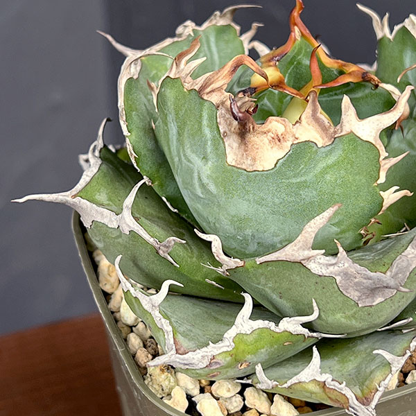 園芸ネット本店｜アガベ：チタノタ 白鯨 3号鉢植え25-03 の通販【公式】