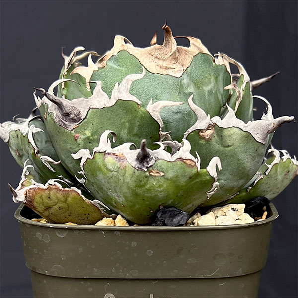 園芸ネット本店｜アガベ：チタノタ 白鯨 3号鉢植え25-05 の通販【公式】