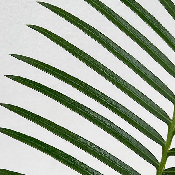 園芸ネット本店｜サイカス：sp.タイシルバー4号ポット の通販【公式】