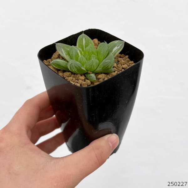 園芸ネット本店｜[ザ・ファームセレクト]ハオルチア：グリーン