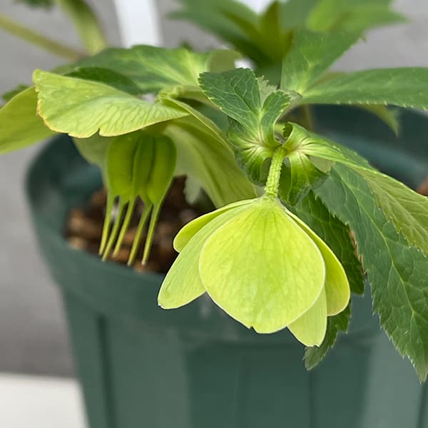 園芸ネット本店｜松村ナーセリーさんのクリスマスローズ：25-139