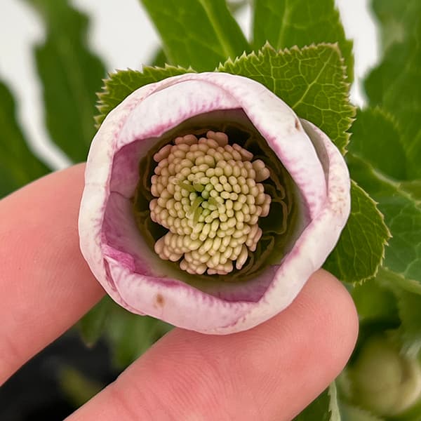 クリスマスローズ 大和園 パステリッシュストレイン 小輪多花 未株分け